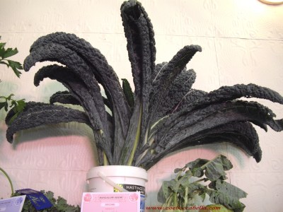 cavolo nero