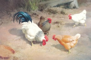 Ethel's chooks web