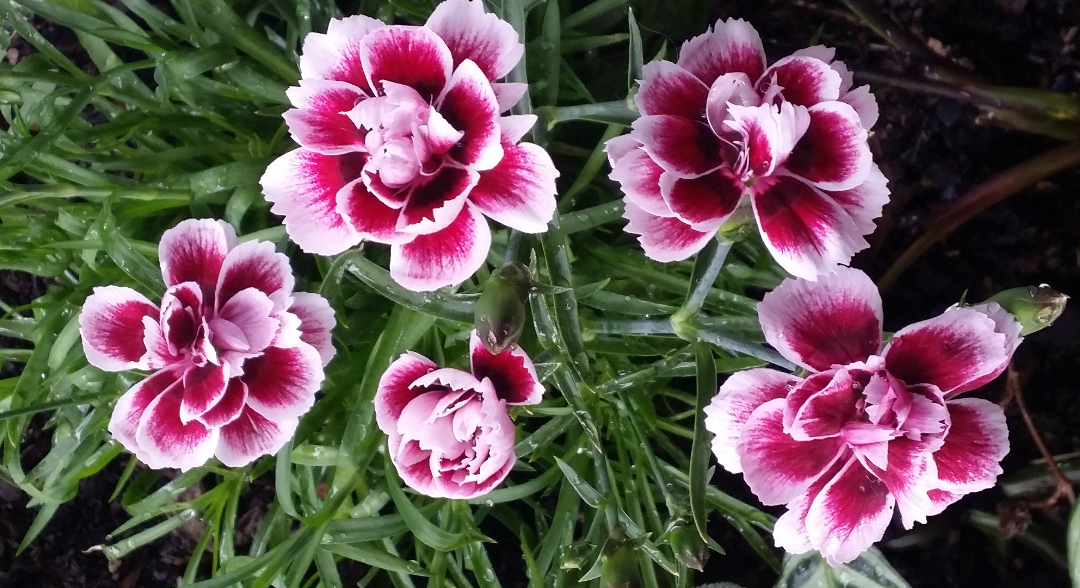 Spring Carnations flowers and the scent of memories… | Zoë Boccabella