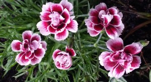 carnations