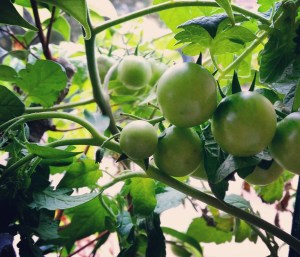 green-tomatoes